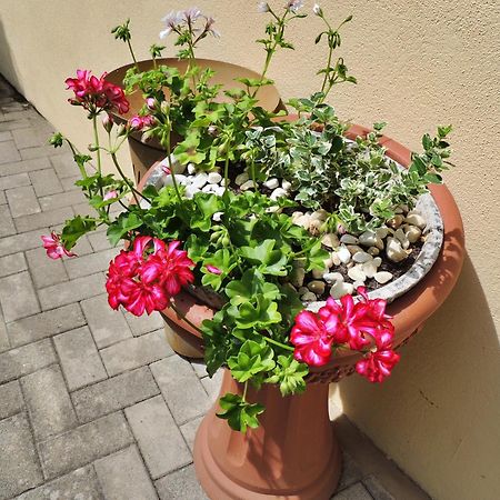 Ferienwohnung Goethe 베른카슈텔쿠에스 외부 사진